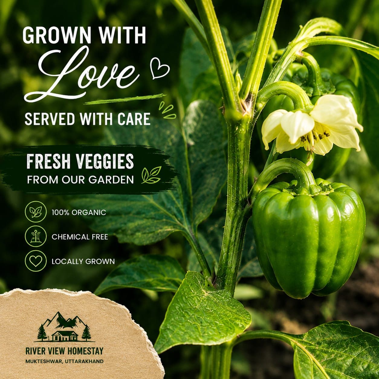 Green capsicum growing in the garden